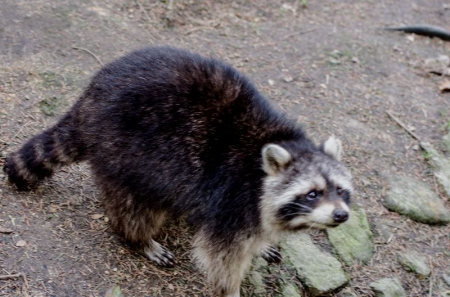 Waschbären im Harz