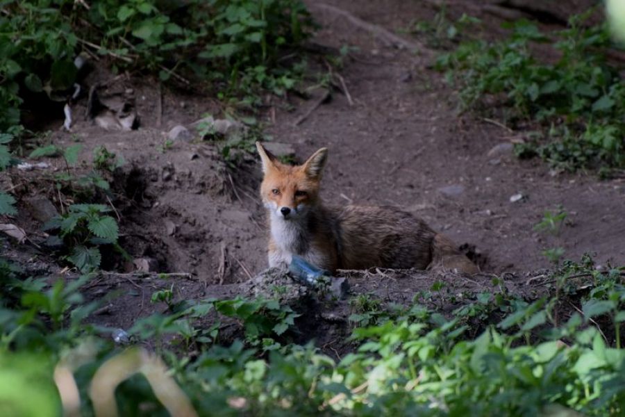 Freilaufender Fuchs im Harz