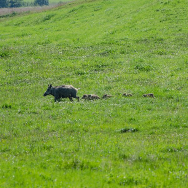 Schweine im Harz