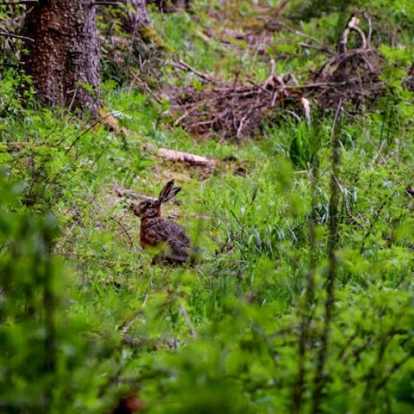 Aufmerksamer Hase