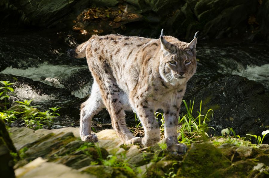 Ein freilebender Luchs auf der Pirsch