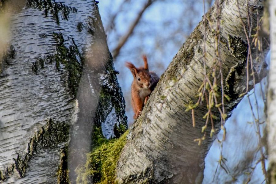 Freilaufendes Eichhörnchen im Harz