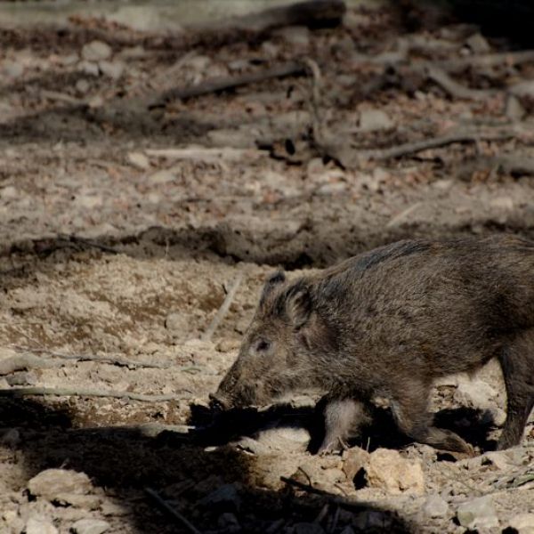 Wildschweine in der Natur