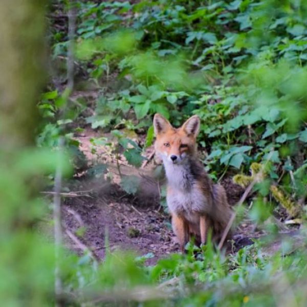 Fuchs in der Natur unterwegs