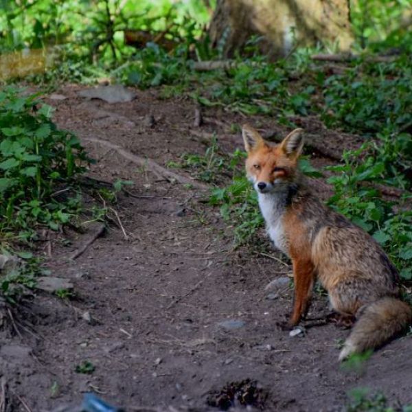 Ein kleiner Fuchs