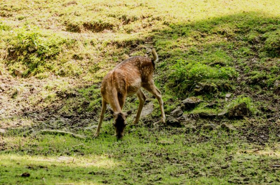 Freilaufendes Reh im Harz