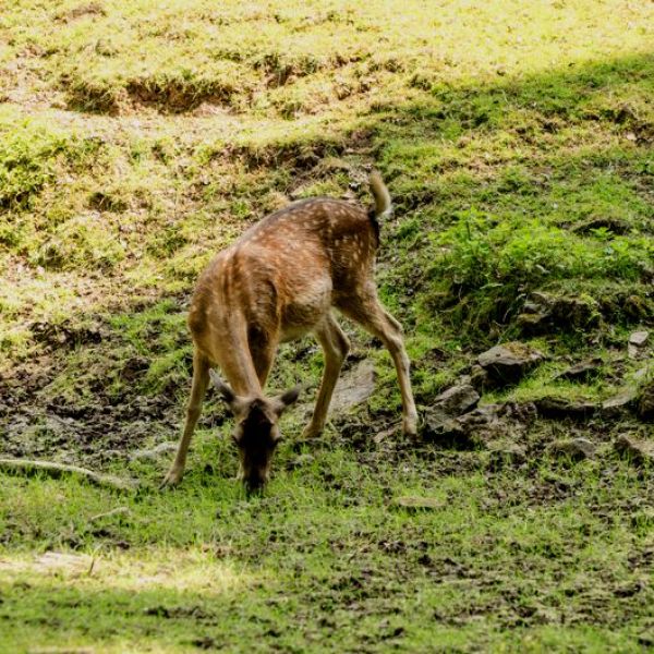 Ein Rehkitz in der freien Natur