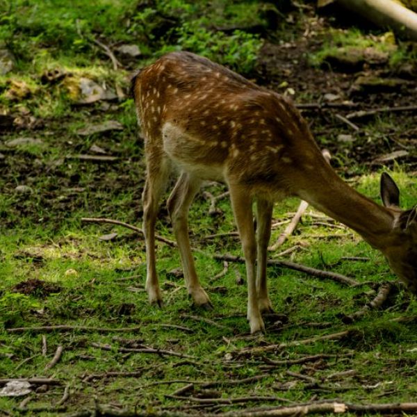 Rehkitz auf einer Wiese