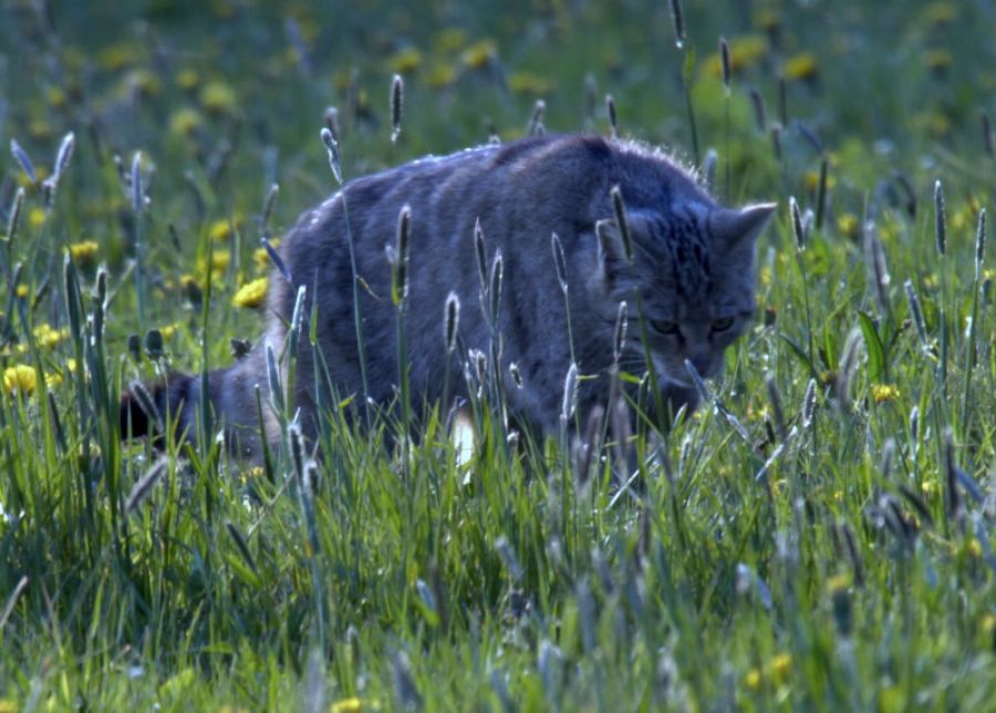 Freilaufender Luchs im Harz