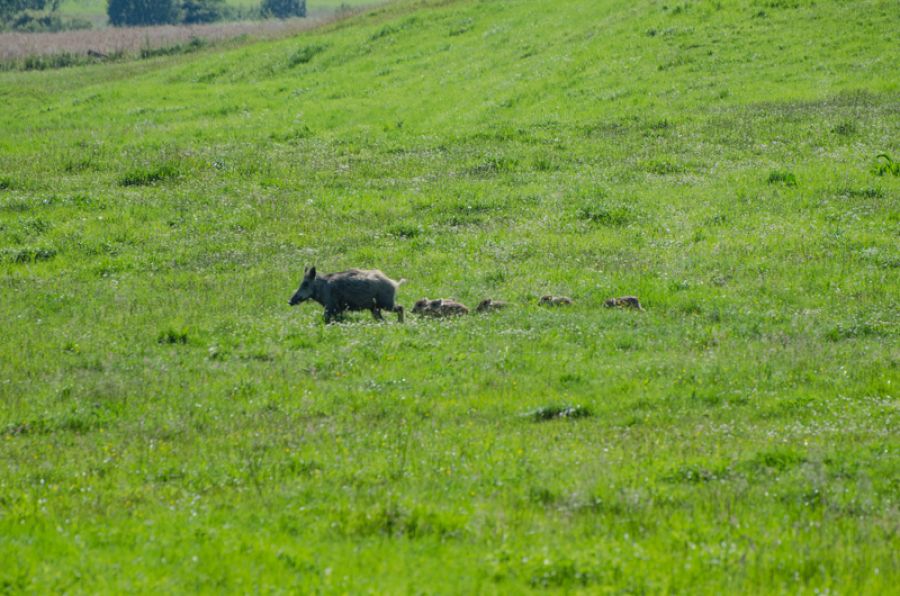 Freilaufende Wildschweine im Harz