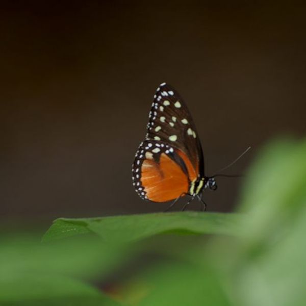 Schmetterling auf einem Blatt